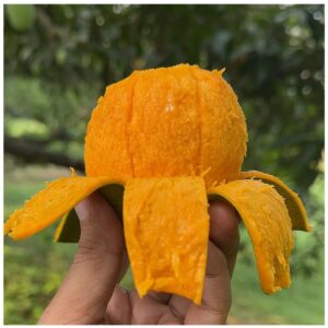 সাতক্ষীরার সুস্বাদু গোবিন্দভোগ আম  (১০ কেজি)